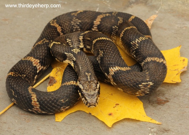 Russian Rat Snake